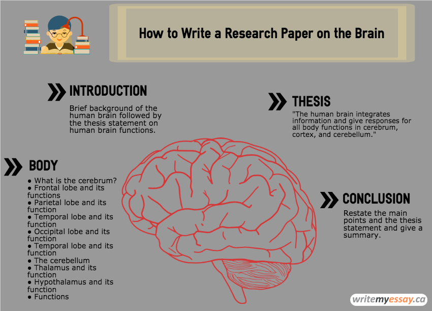 How to Write a Research Paper on the Brain
